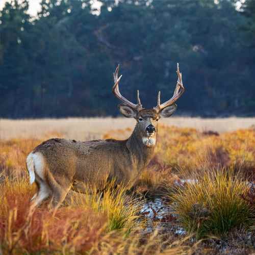 a majestic white-tailed deer in a serene forest