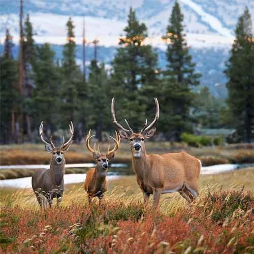 a robust mule deer standing alert in open grasslands