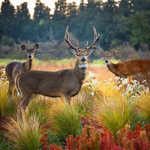 a spotted fawn nestled among wildflowers