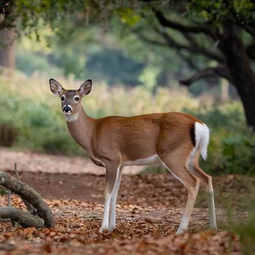 fawn nestled in the wild forest